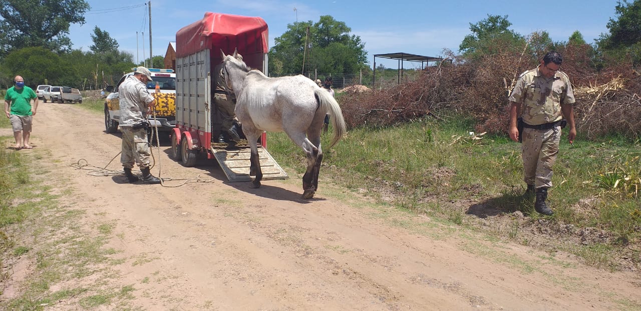 El caballo rescatado