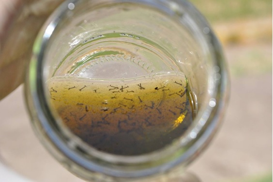 Un frasco de agua y larvas en el Cementerio