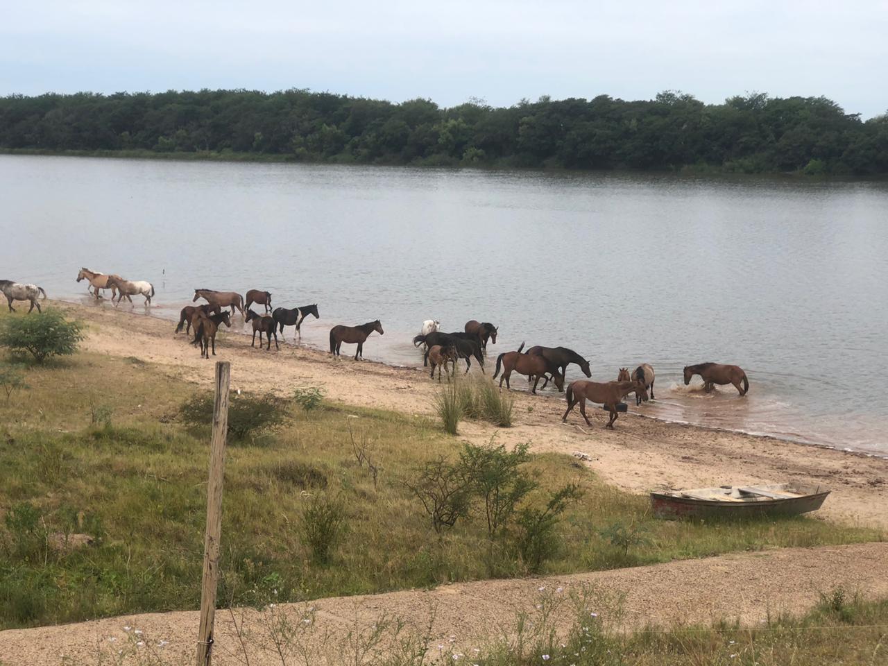 La Municipalidad trabaja en un esquema de rescate de aquellos equinos que se encuentran en la vía pública sin el debido cuidado.