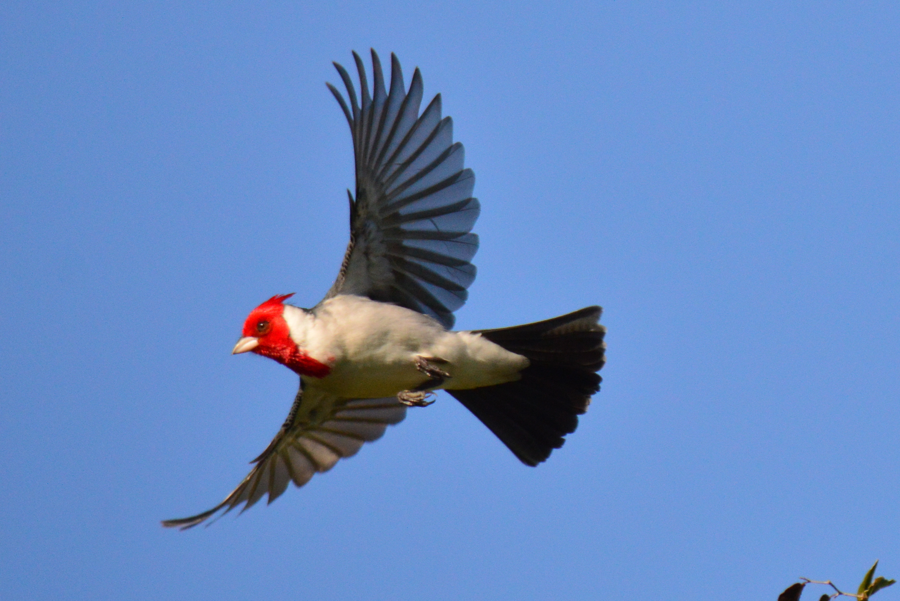 Se trata de una propuesta orientada a descubrir parte de la fauna que habita alrededores del río Uruguay. 