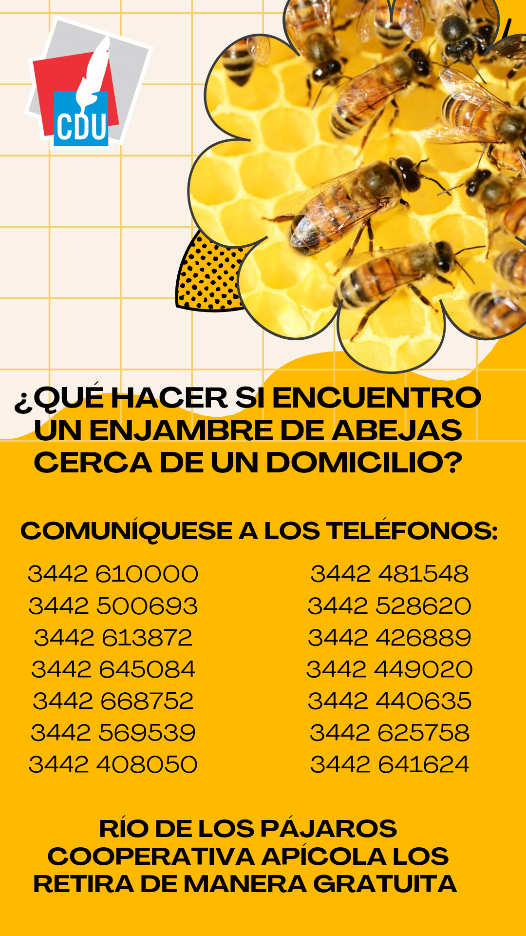 Con la llegada de la primavera inicia la aparición de enjambres de abejas en las zonas urbanas.