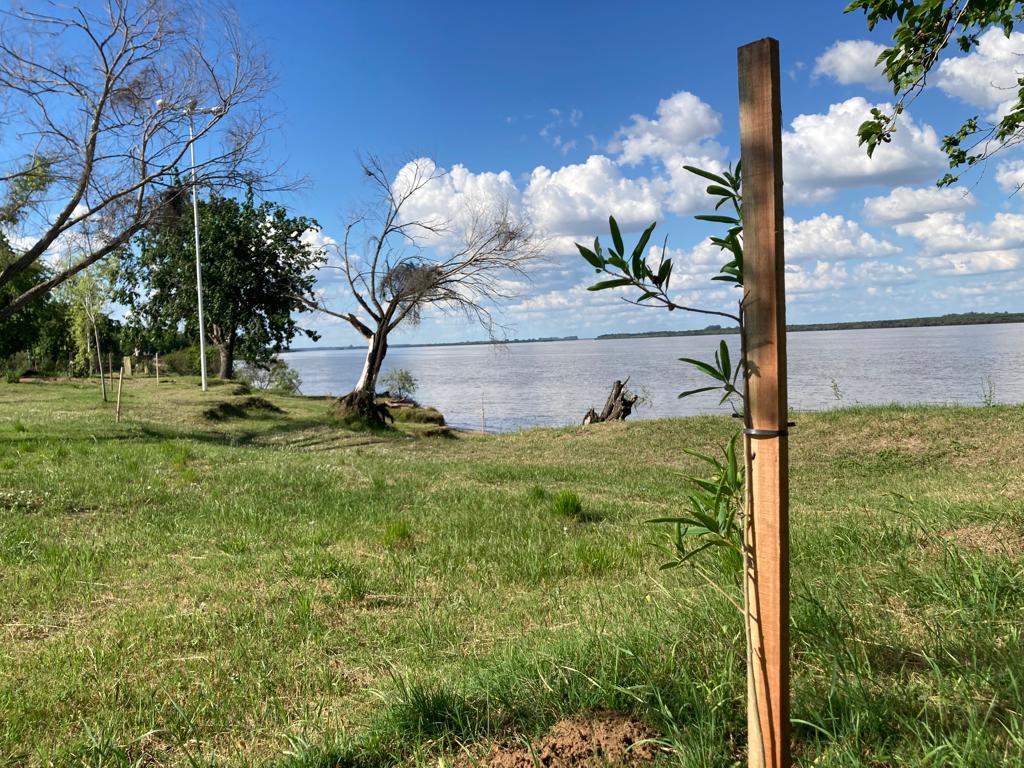 Plantaron más árboles para recuperar el bosque nativo ribereño