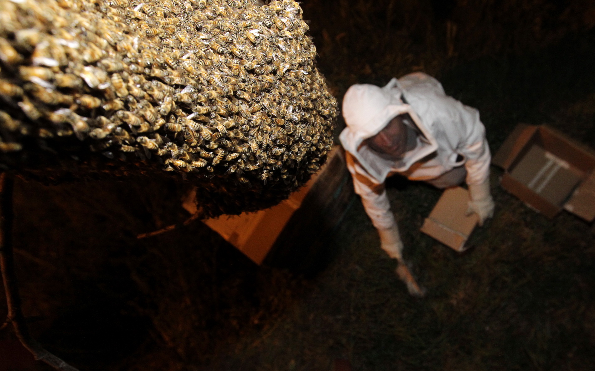 Retiran enjambres de abejas de manera gratuita