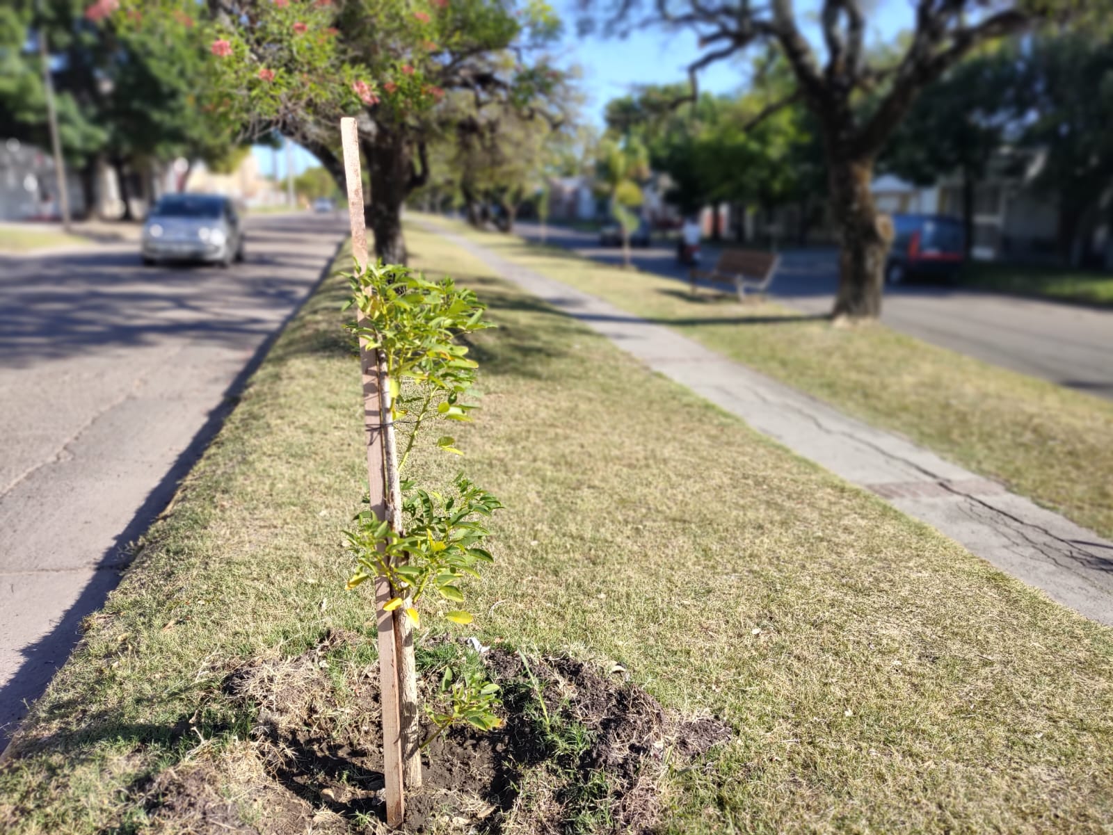 Ya se plantaron más de mil árboles en Concepción del Uruguay