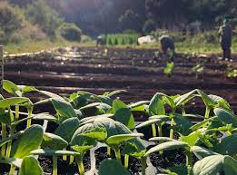 Llega la segunda jornada de Producción Agroecológica a La Histórica