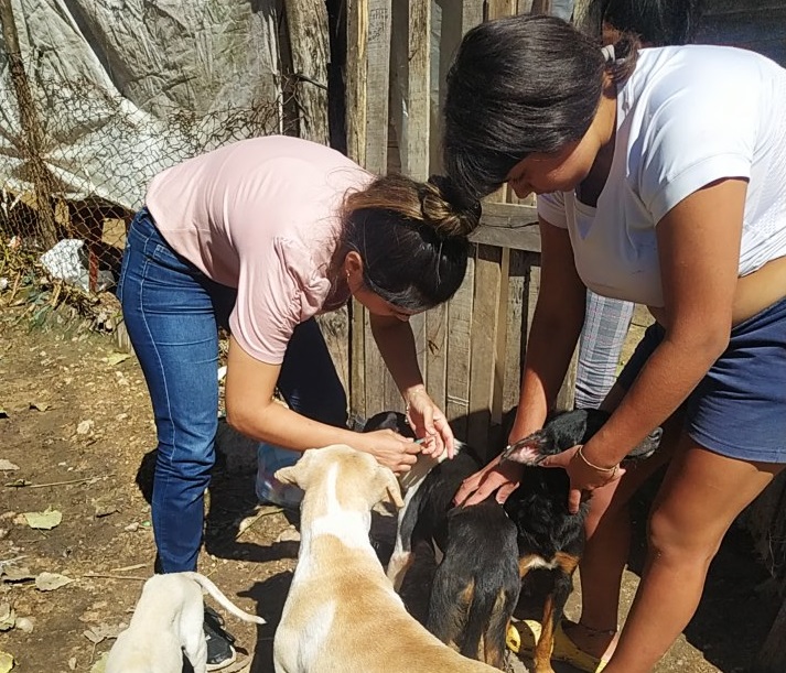 Zoonosis realizó un importante operativo antirrábico en la ciudad