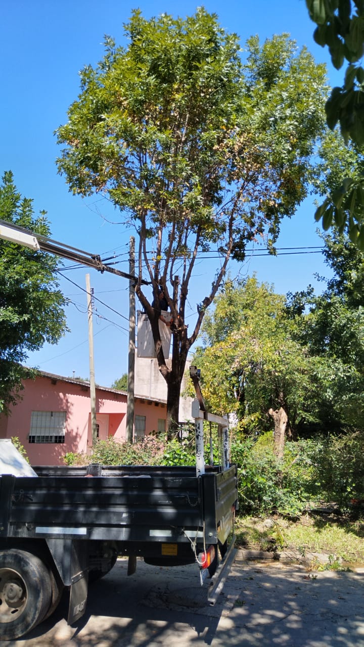 Comienza la poda de árboles en Concepción del Uruguay