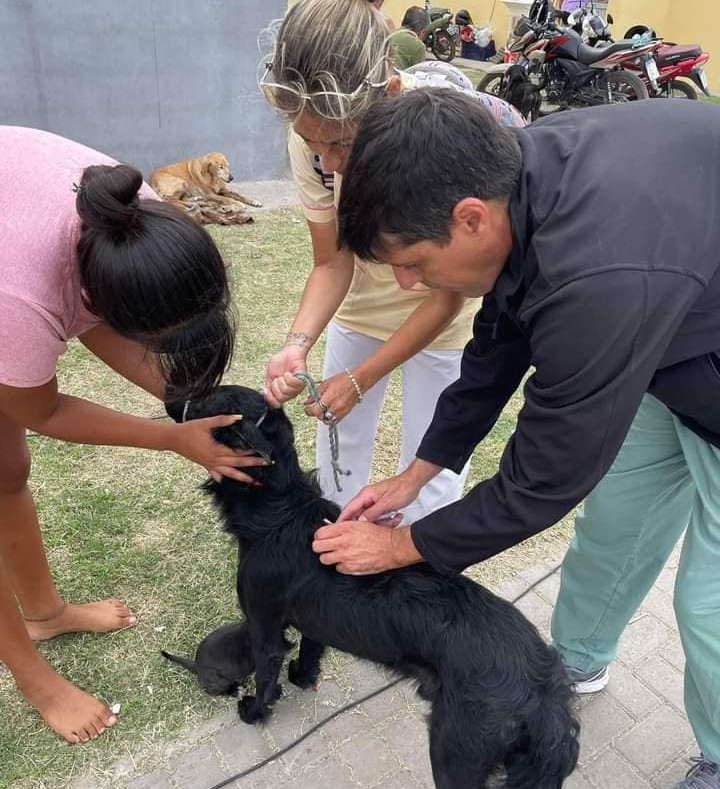 Zoonosis realizó un operativo en el ex Circuito Mena