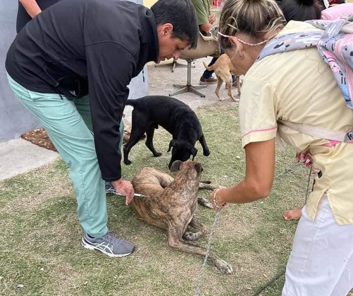 Zoonosis realizó un operativo en el ex Circuito Mena